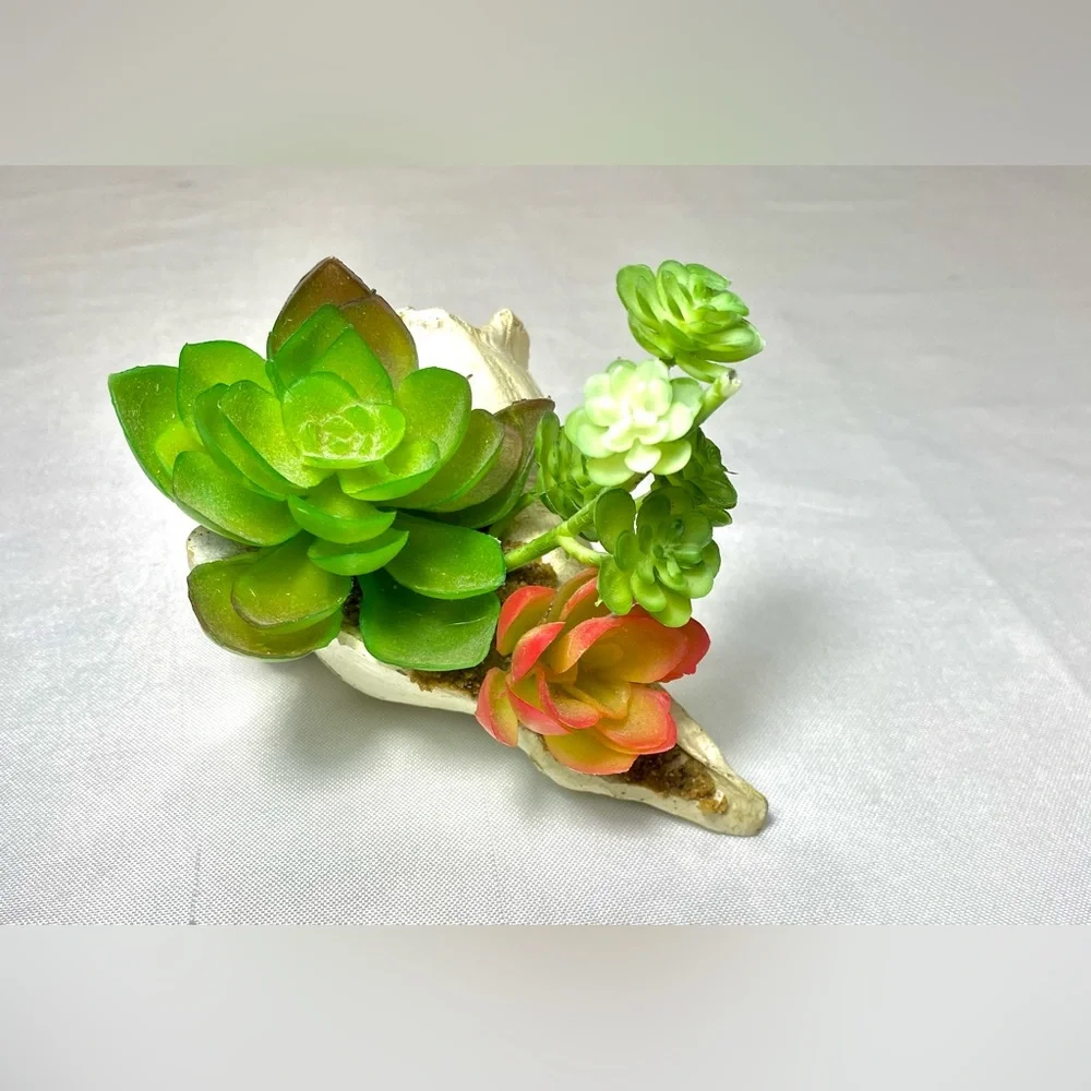 SUCCULENT GARDEN IN SHELL 5 inches